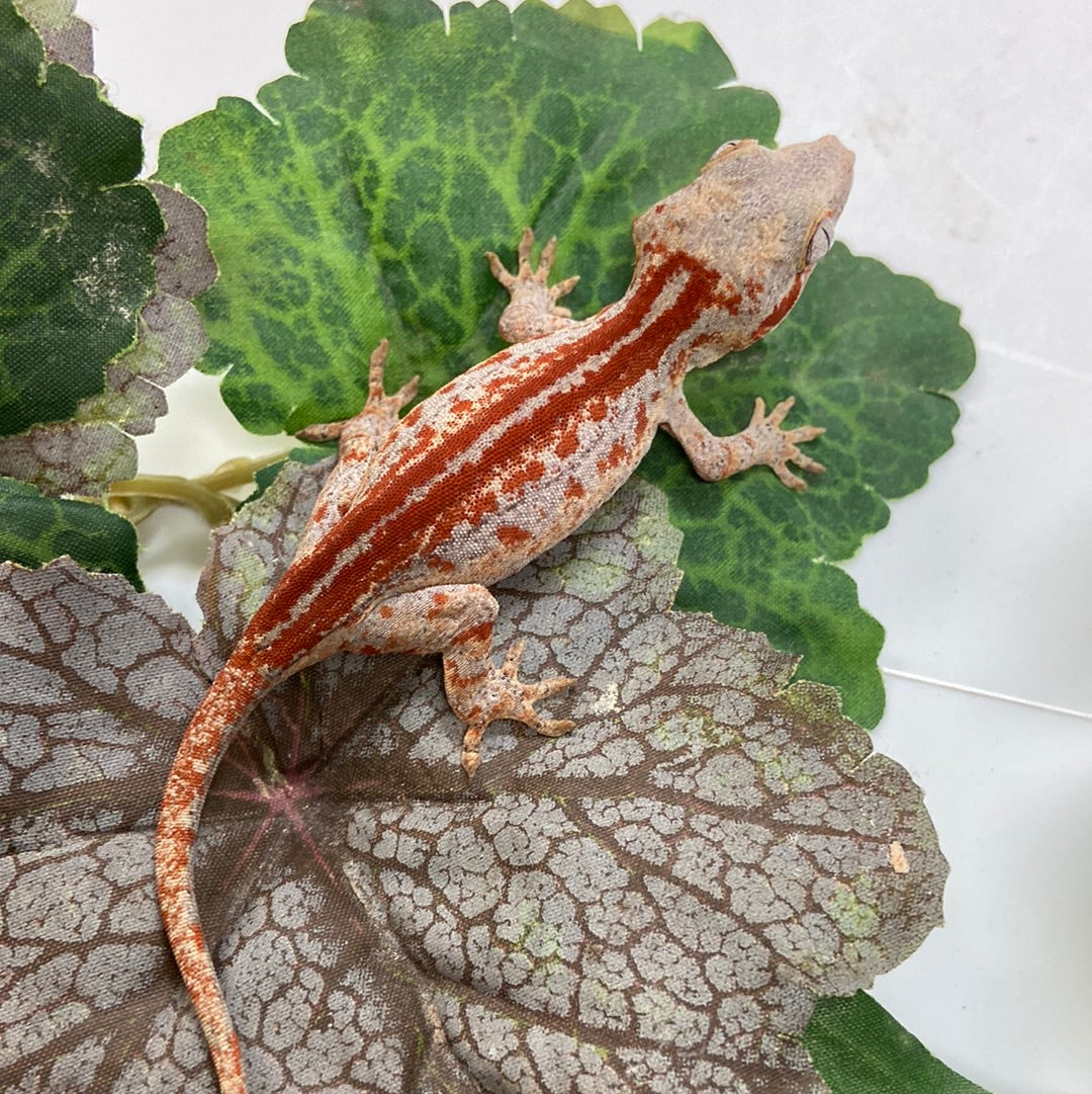 Red/Orange Stripe With Blotchy Lateral Stripes Gargoyle Gecko- 2023 Unsexed #A701