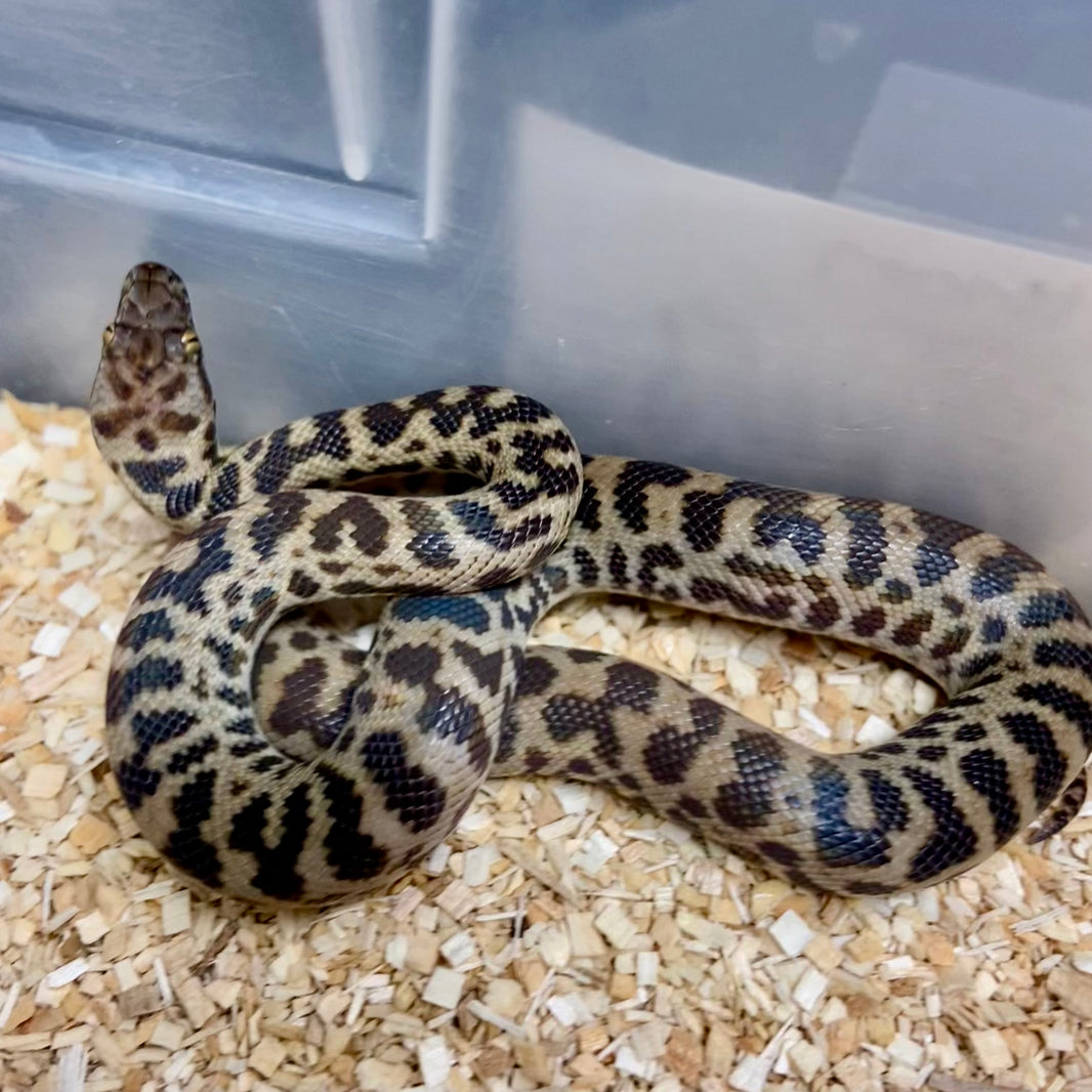 Spotted Pythons – BHB Reptiles