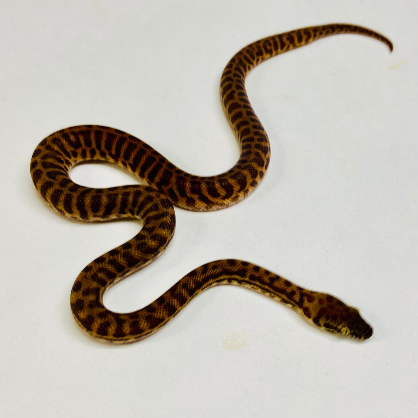 Stimsons Python Male 2024M02 – BHB Reptiles