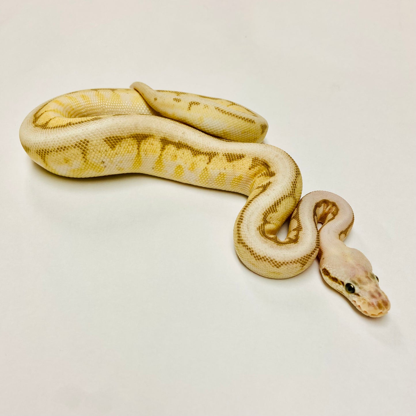 Pastel Lesser Spinner Ball Python- Female #2023F01