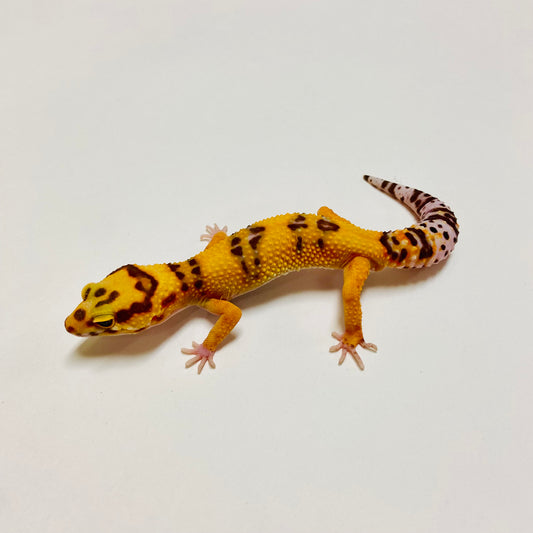 Raptor Leopard Gecko Male E-A8-81924-1