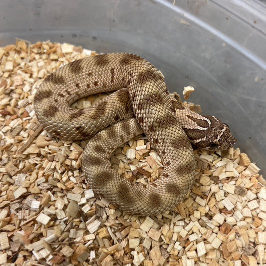 Anaconda Het Albino Pos Het Snow Western Hognose #2023F02