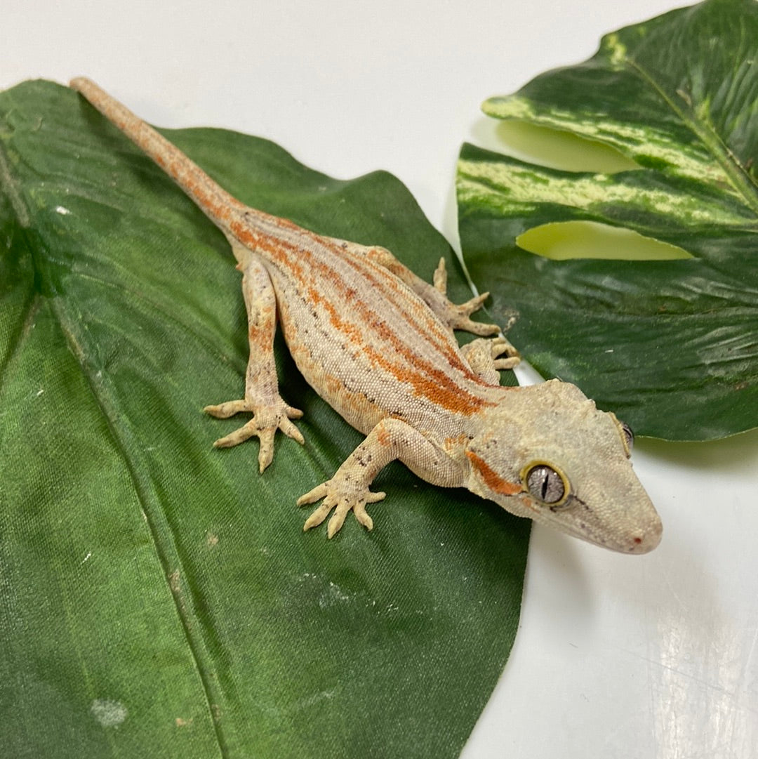 Red/Orange Super Stripe Gargoyle Gecko- 2023 Male #A401