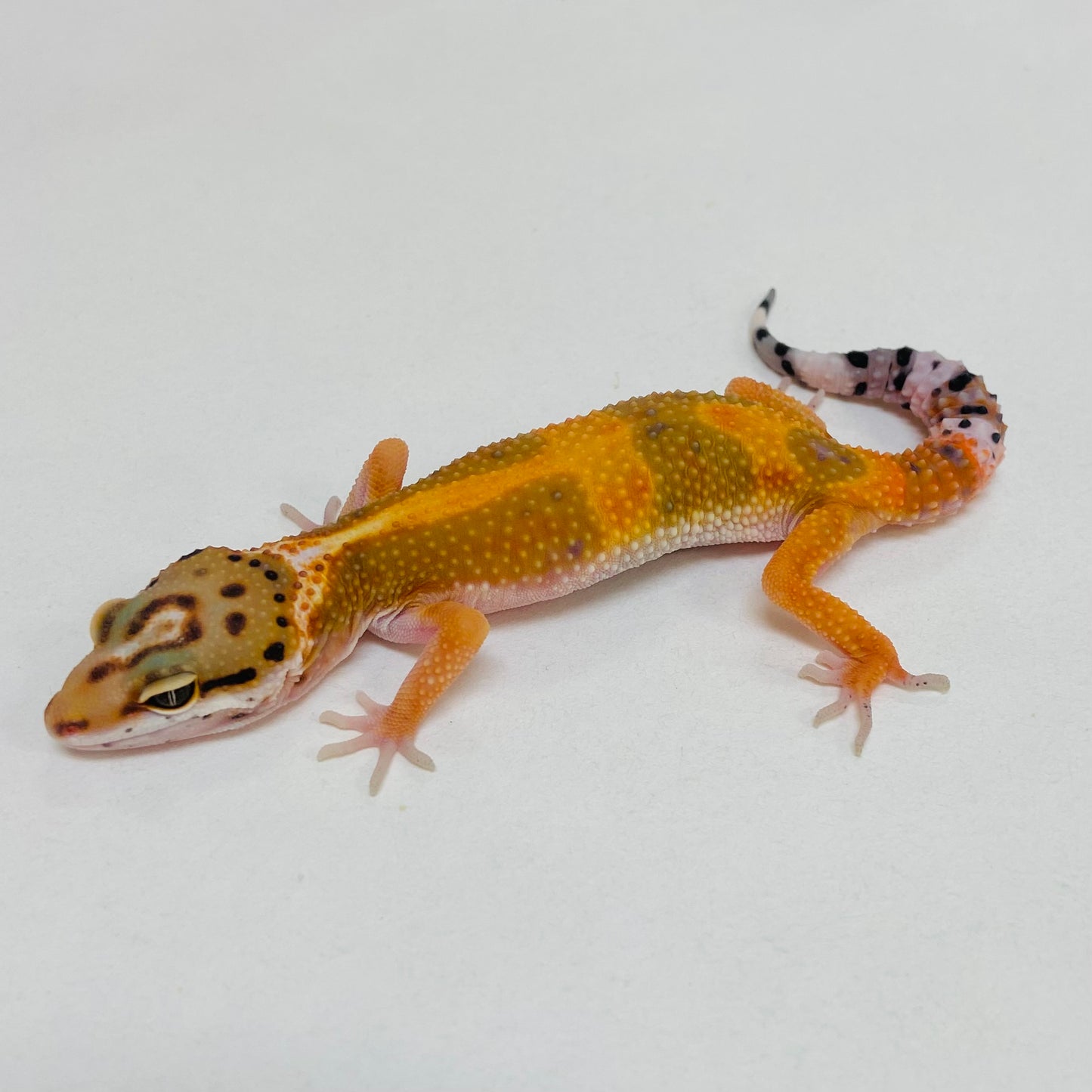 Hypo Tangerine Carrot Tail Leopard Gecko- Pos Female #D-B2-61723-1