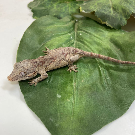 Red Blotched Reticulated Gargoyle Gecko- 2023 Prob Male #AN302
