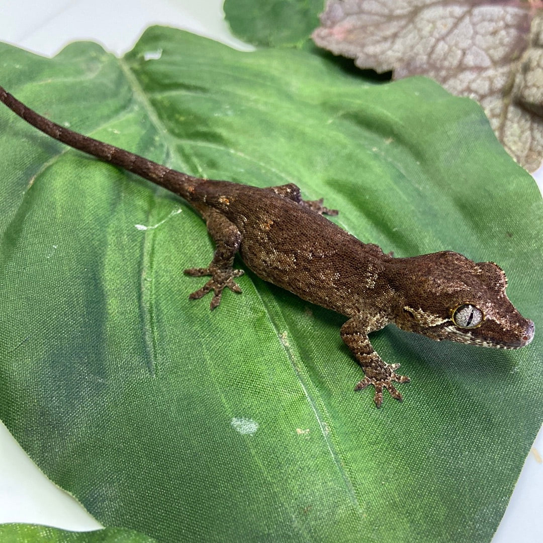 Pos Phantom Eye Dark Base Reticulated Gargoyle Gecko Pos Male #HBS233