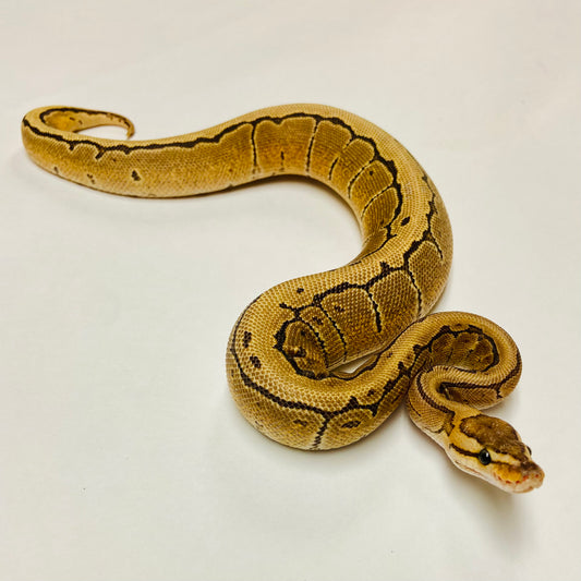 Pinstripe Ball Python- Female #2023F03