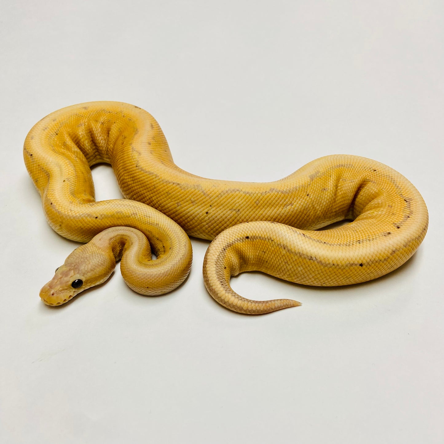 Banana Enchi Cinnamon Pinstripe Ball Python Male #2022M02