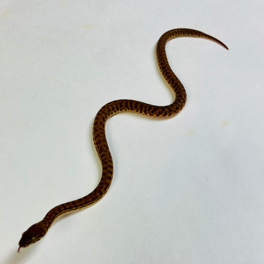 Stimsons Python Female 2024F03