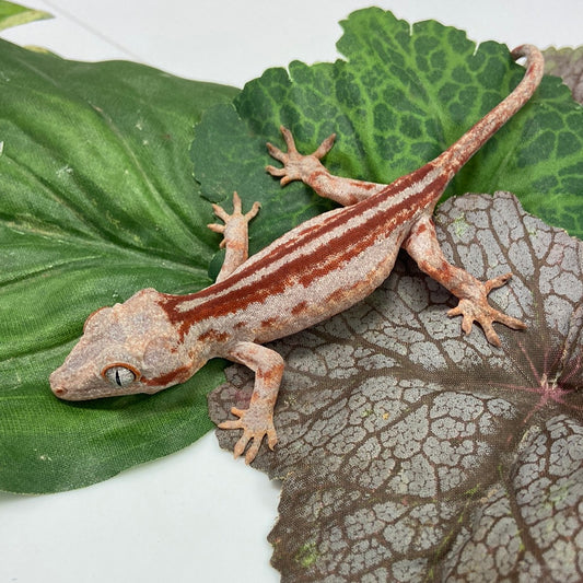 Red Stripe Gargoyle Gecko- Prob Female #RBM01