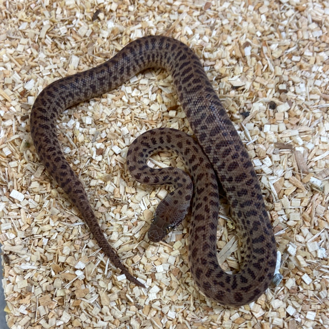 Spotted Pythons – BHB Reptiles