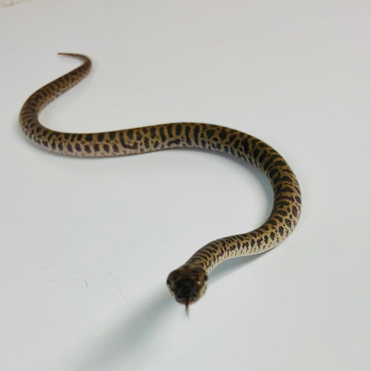 Spotted Python 2023 Male