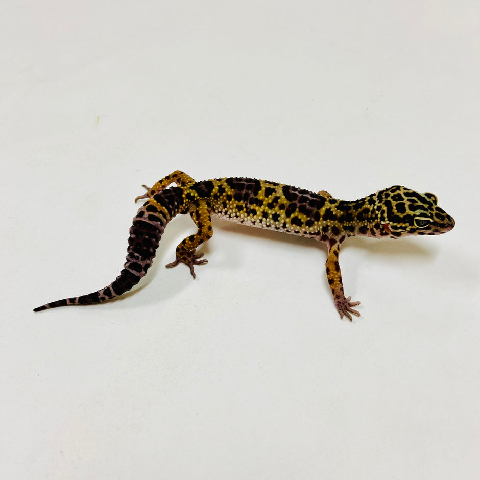 Leopard Geckos for Sale at BHB! Top Quality & Vast Selection in the US
