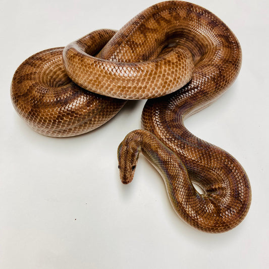 Adult- Het Leucistic Colombian Rainbow Boa- Male