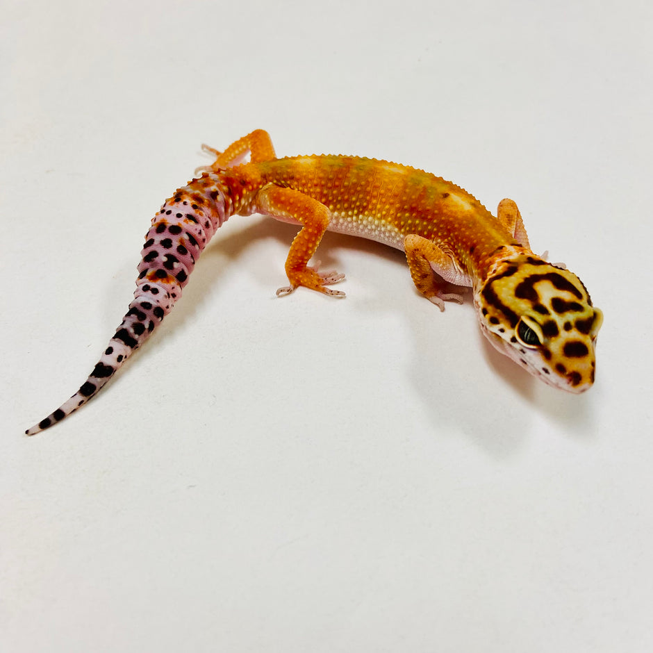 Leopard Geckos for Sale at BHB! Top Quality & Vast Selection in the US