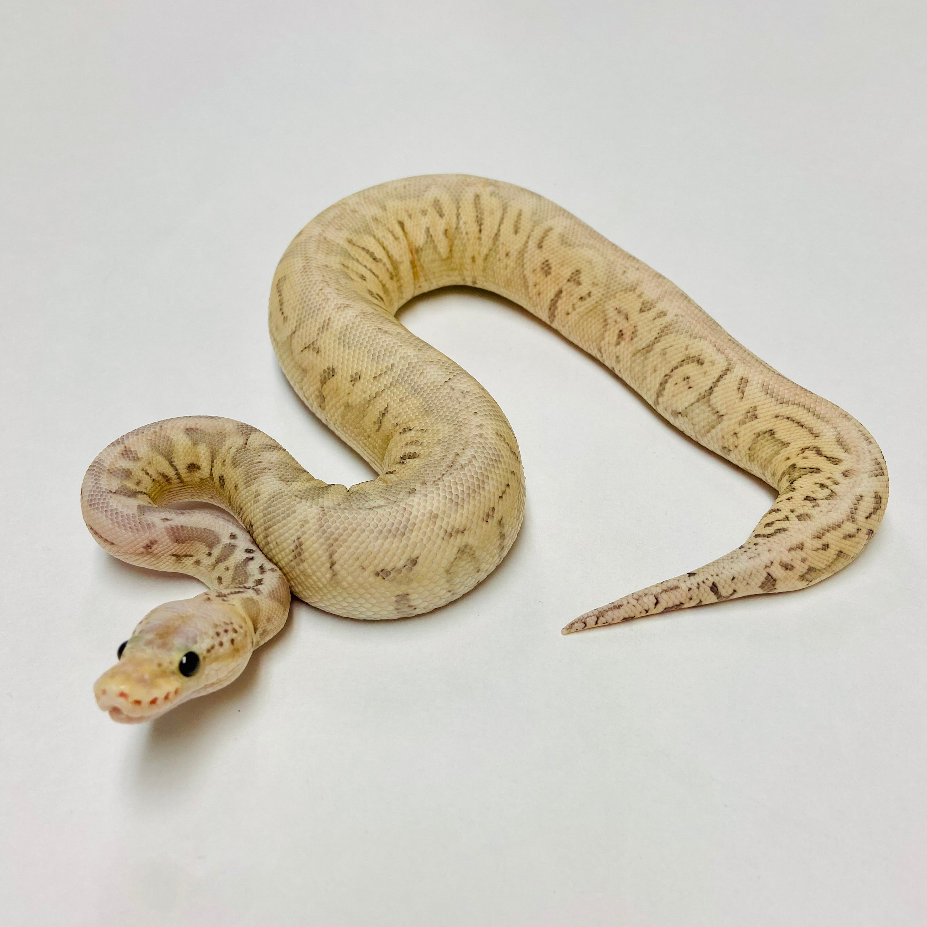 Ball Pythons for Sale at BHB Reptiles - High Quality & Wide Variety in ...