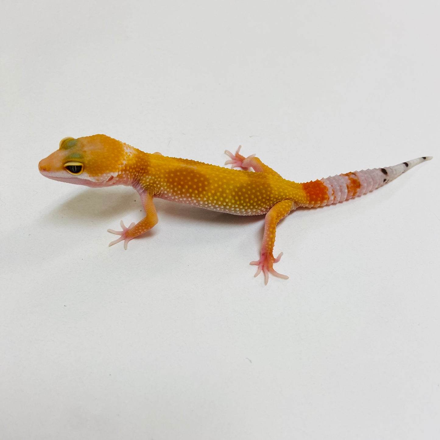 Super Hypo Tangerine Carrot Tail Baldy W/Y Leopard Gecko Pos Female #D-C10-61223-2