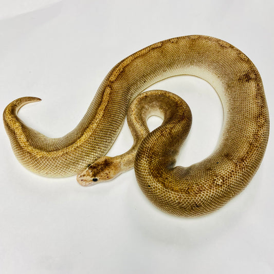 Adult Champagne Het Ghost Ball Python- Female