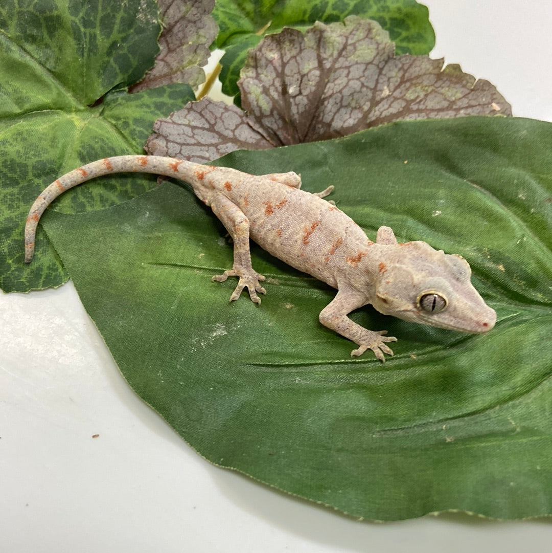 Banded Orange Blotched Retic Gargoyle Gecko 2023 Male WZS01