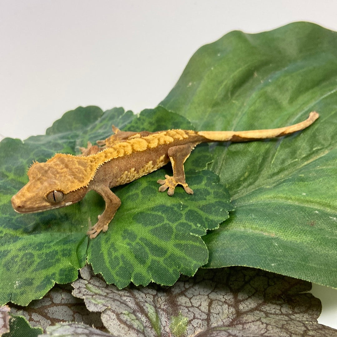 Red Tri Color Crested Gecko #CGG211
