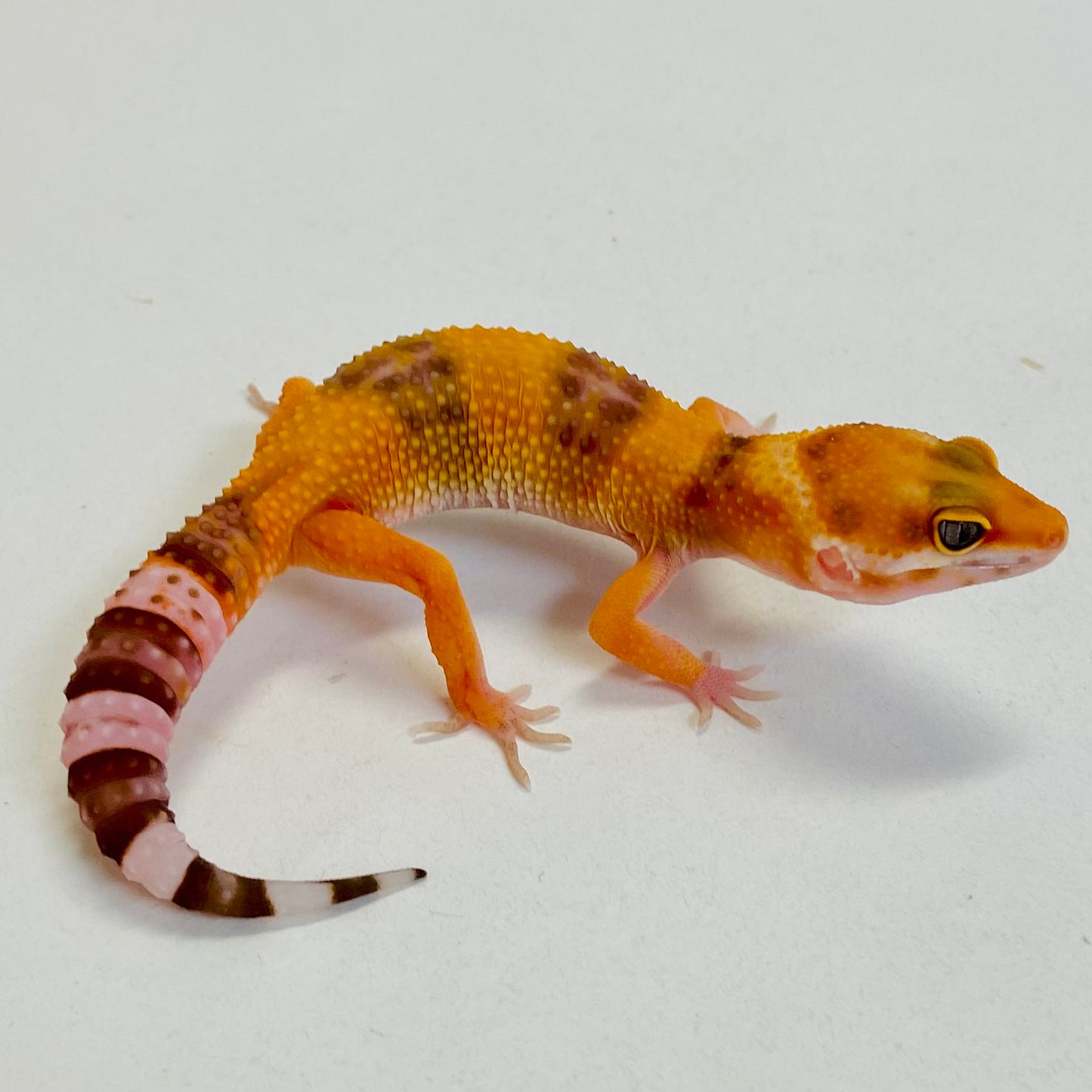 Tangerine Raptor Leopard Gecko- Female #C-B5-53123-1