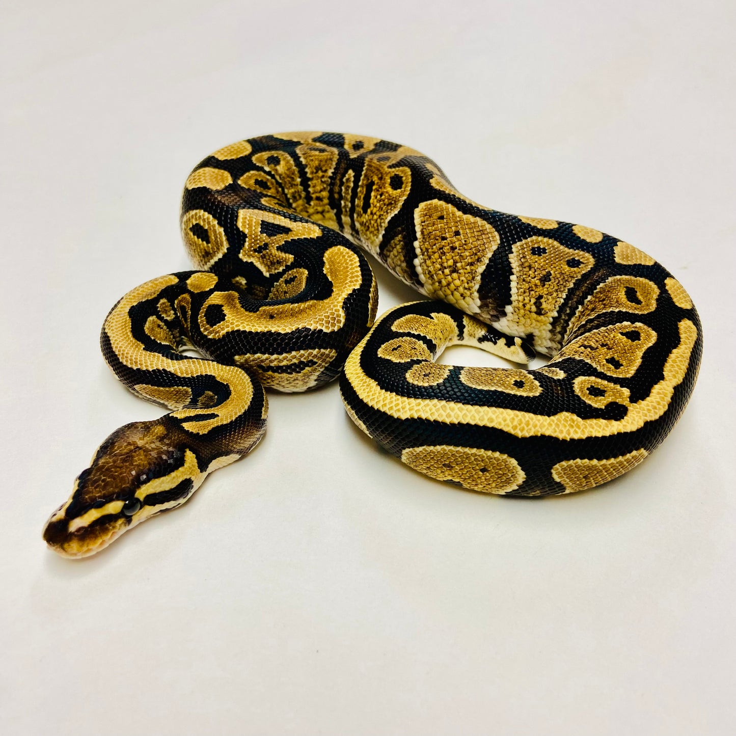 YellowBelly Ball Python Female- #2023F04