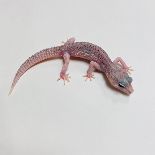 Super Snow Eclipse Leopard Gecko Male C-B4-71324-1