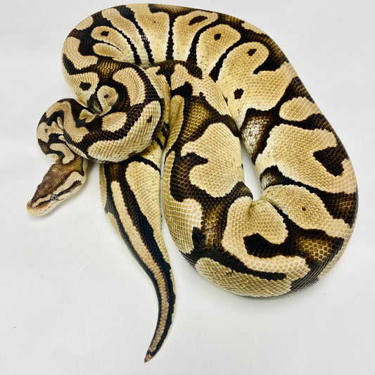 Adult Pastel Ball Python- Female