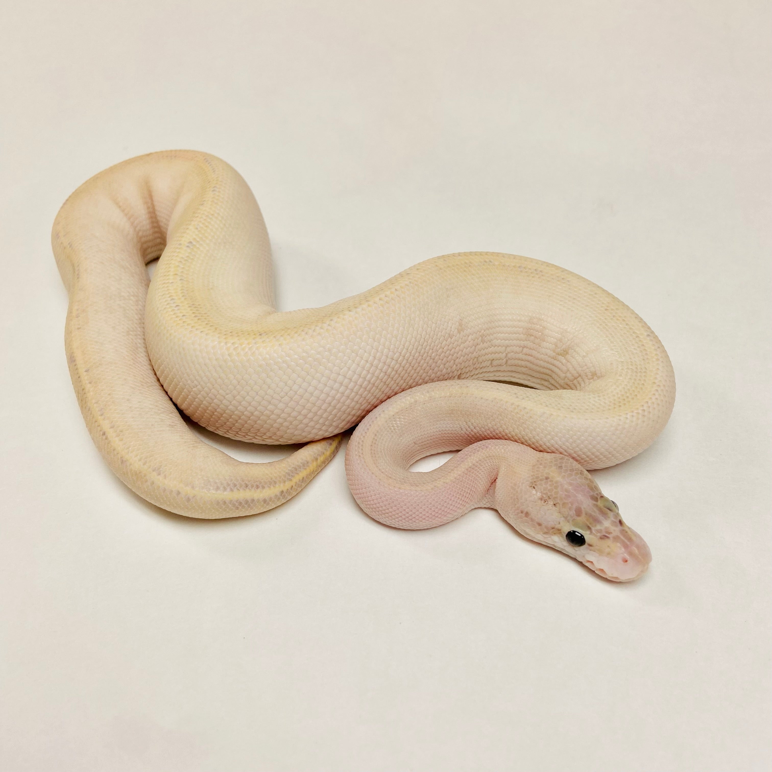 Ball Pythons for Sale at BHB Reptiles - High Quality & Wide Variety in ...