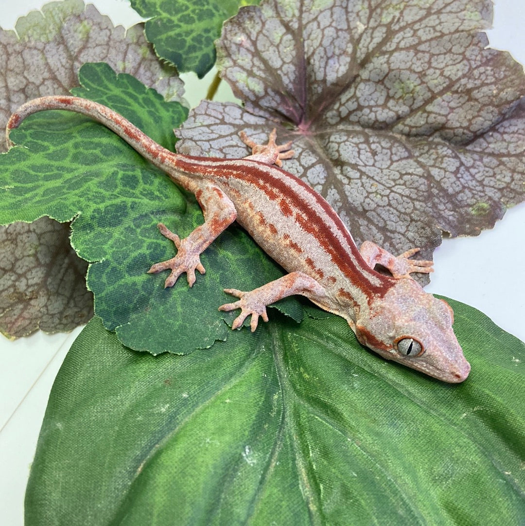 Red Stripe Gargoyle Gecko 2022 Female RBM01