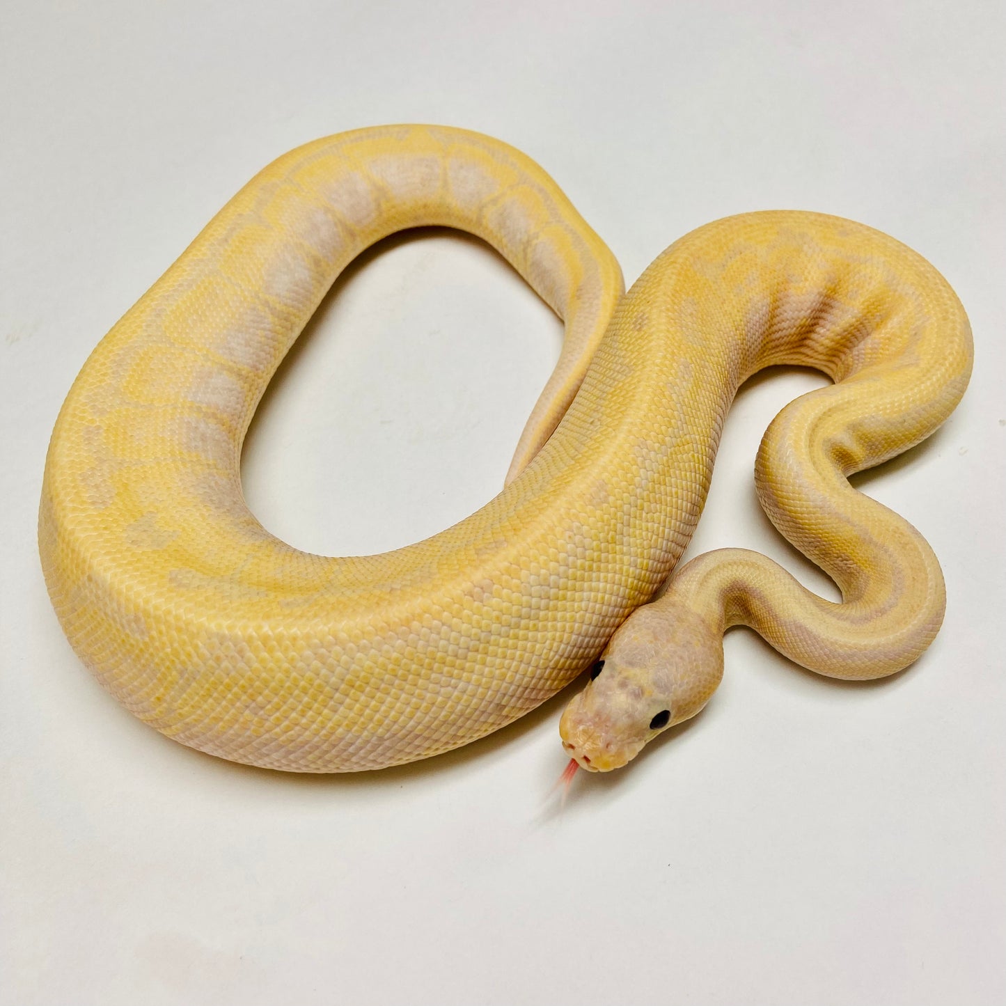 Super Banana Enchi Lori Pinstripe Ball Python - Male #2022M01