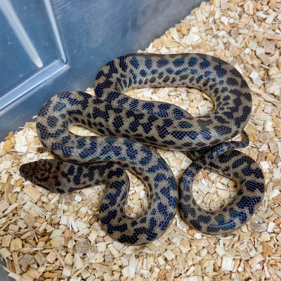 Spotted Pythons – BHB Reptiles