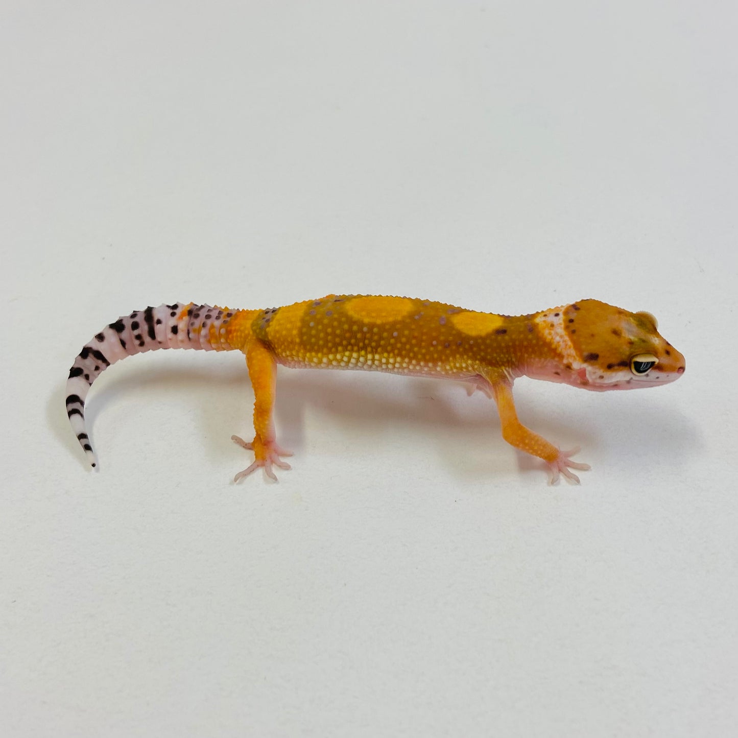 Tangerine Leopard Gecko Female #B-B4-52623-1