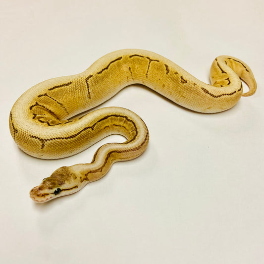 Mojave Spinner Ball Python- Female #2023F01