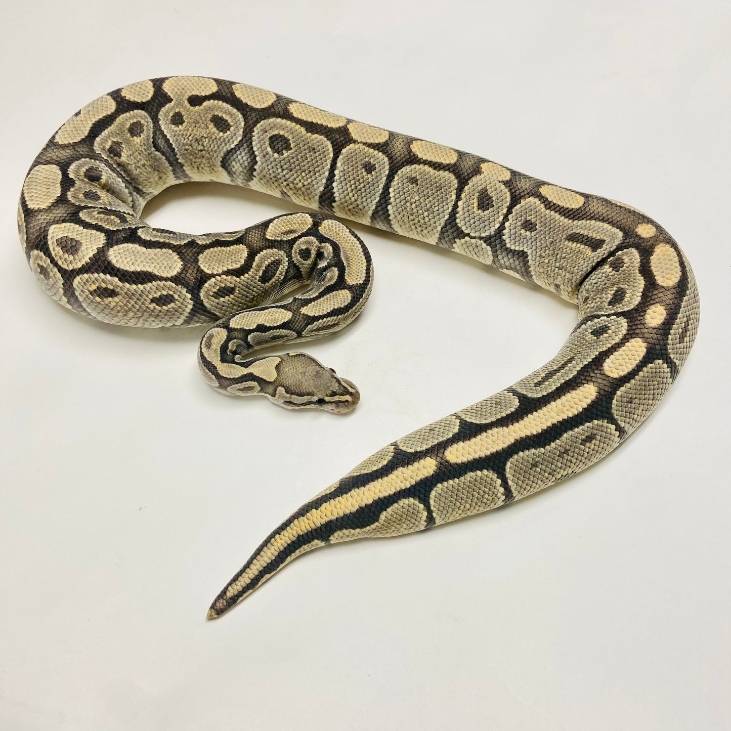 Adult Ghost Ball Python- Female