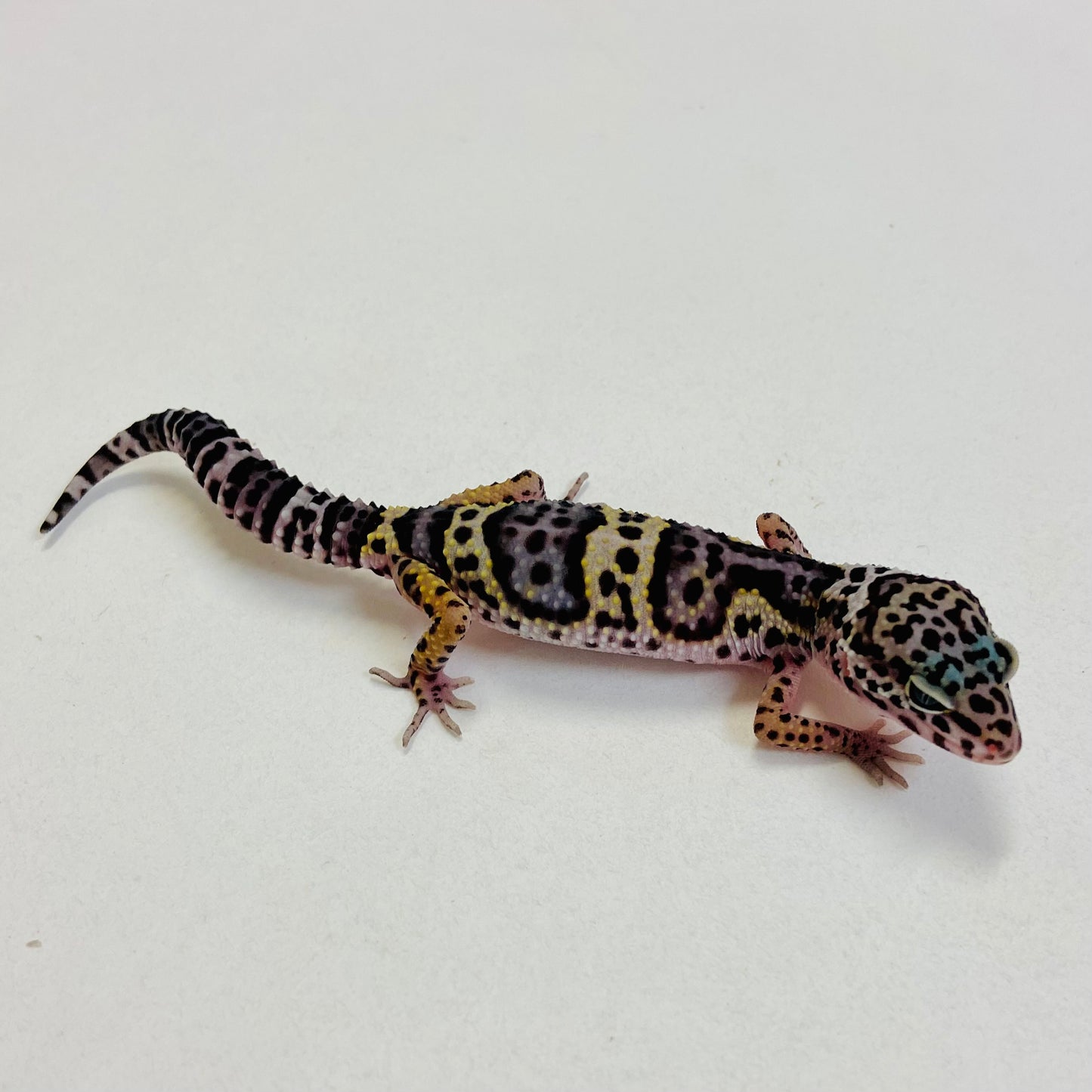 Dark Mack Snow Pos Het Bell & Eclipse Leopard Gecko- Pos Male #C-C6-52623-1