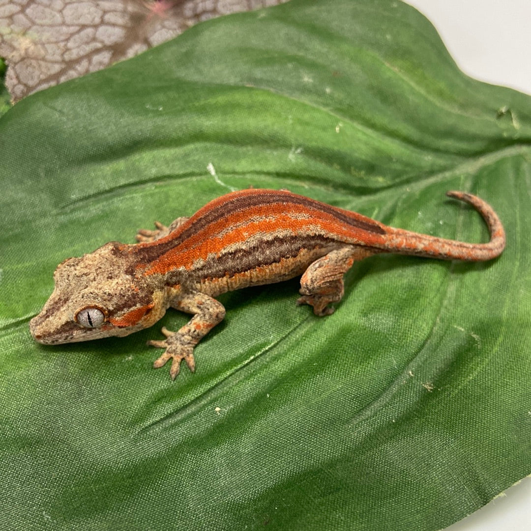 Red/Orange Stripe Gargoyle Gecko Pos Male #JM02