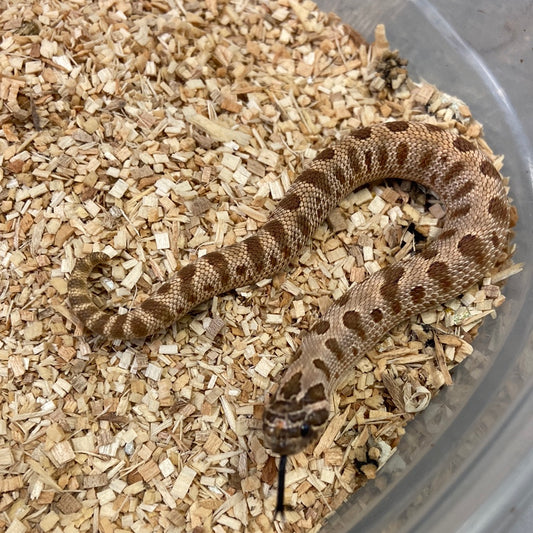 Anaconda Het Albino Pos Het Snow Western Hognose #2023M03