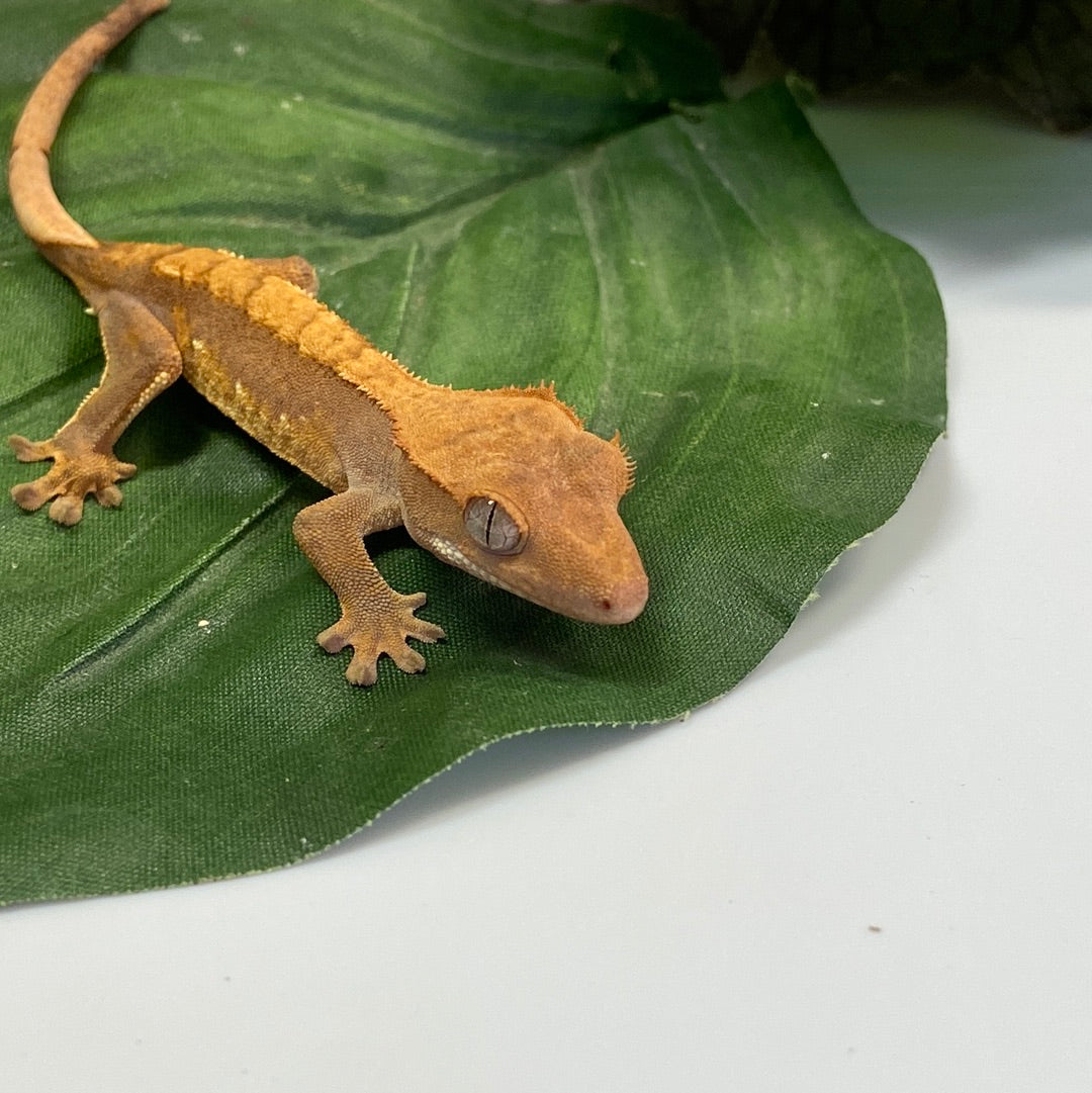 Red Tri Color Crested Gecko #FD01