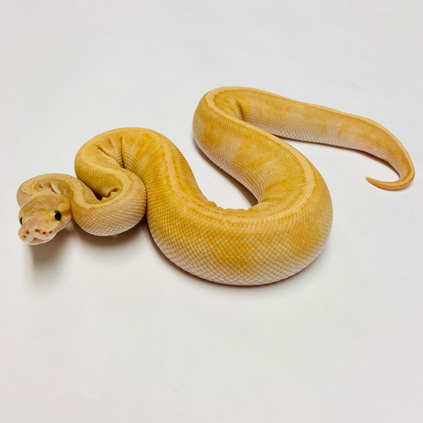 Banana Pinstripe Mojave GHI Ball Python- Male #2023M01