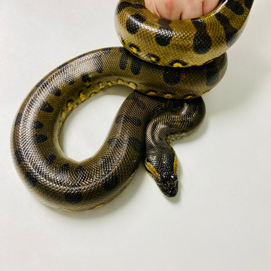 Green Anaconda 2022 Female F06