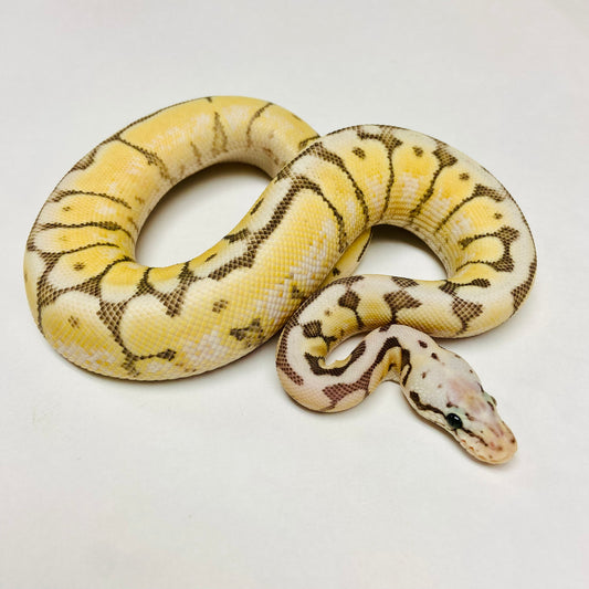 Vanilla Killer Bee Ball Python- Female #2023F01