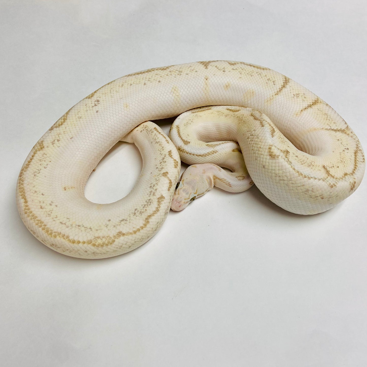 Adult Pastel Vanilla Bamboo Spider Woma Ball Python- Male