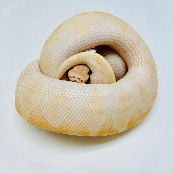 Ball Pythons for Sale at BHB Reptiles - High Quality & Wide Variety in ...