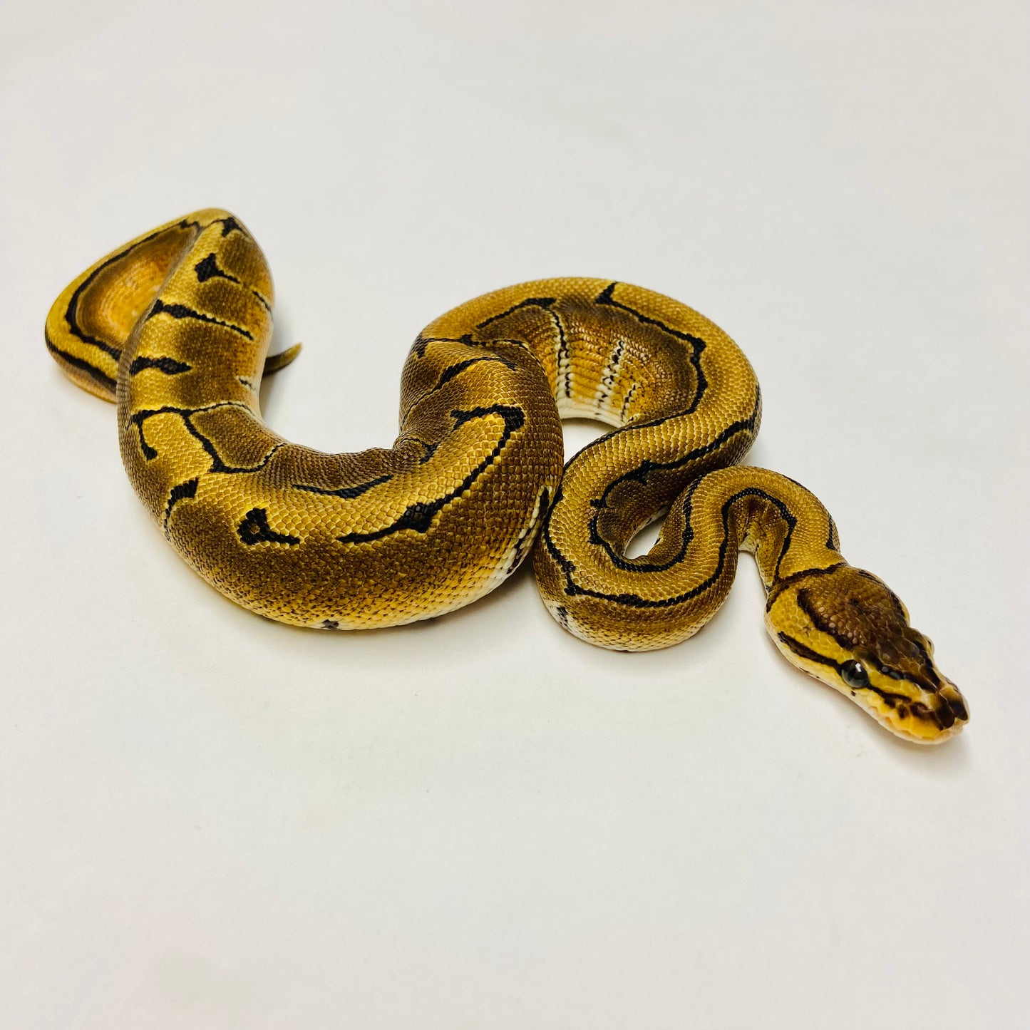 Pinstripe Ball Python- Male #2023M01