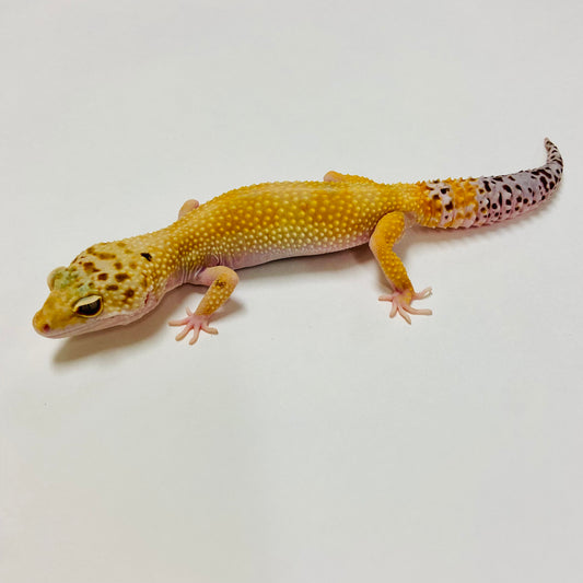 Hypo Tangerine W/Y Leopard Gecko Female E-P9-70918-1