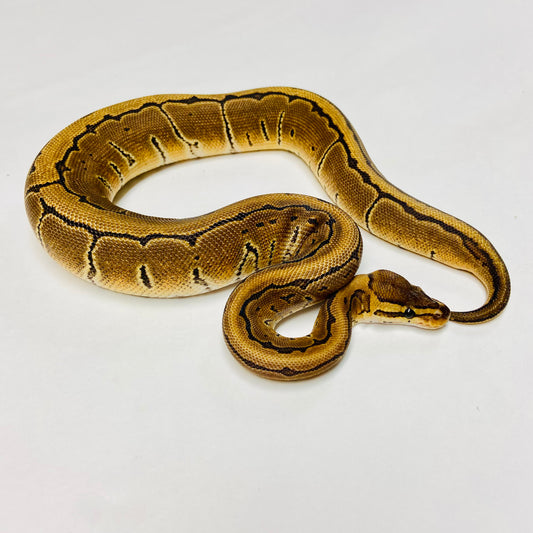 Pinstripe Ball Python- Female #2023F06