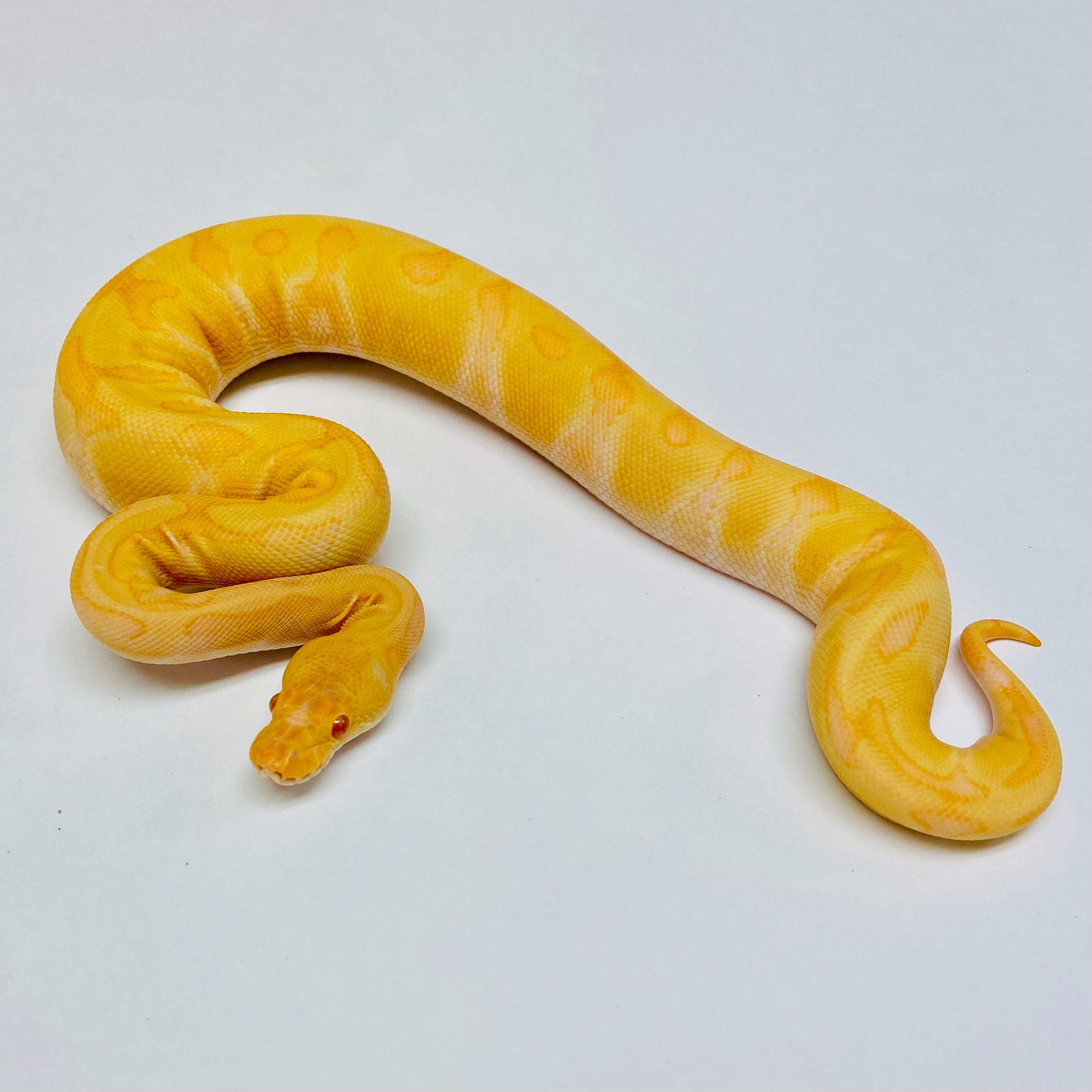 Ball Pythons for Sale at BHB Reptiles - High Quality & Wide Variety in ...