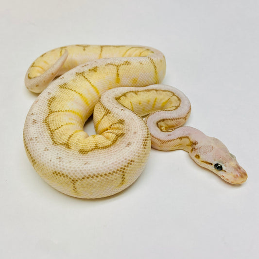 Pastel Lesser Spinner Bongo Ball Python- Male #2023M01