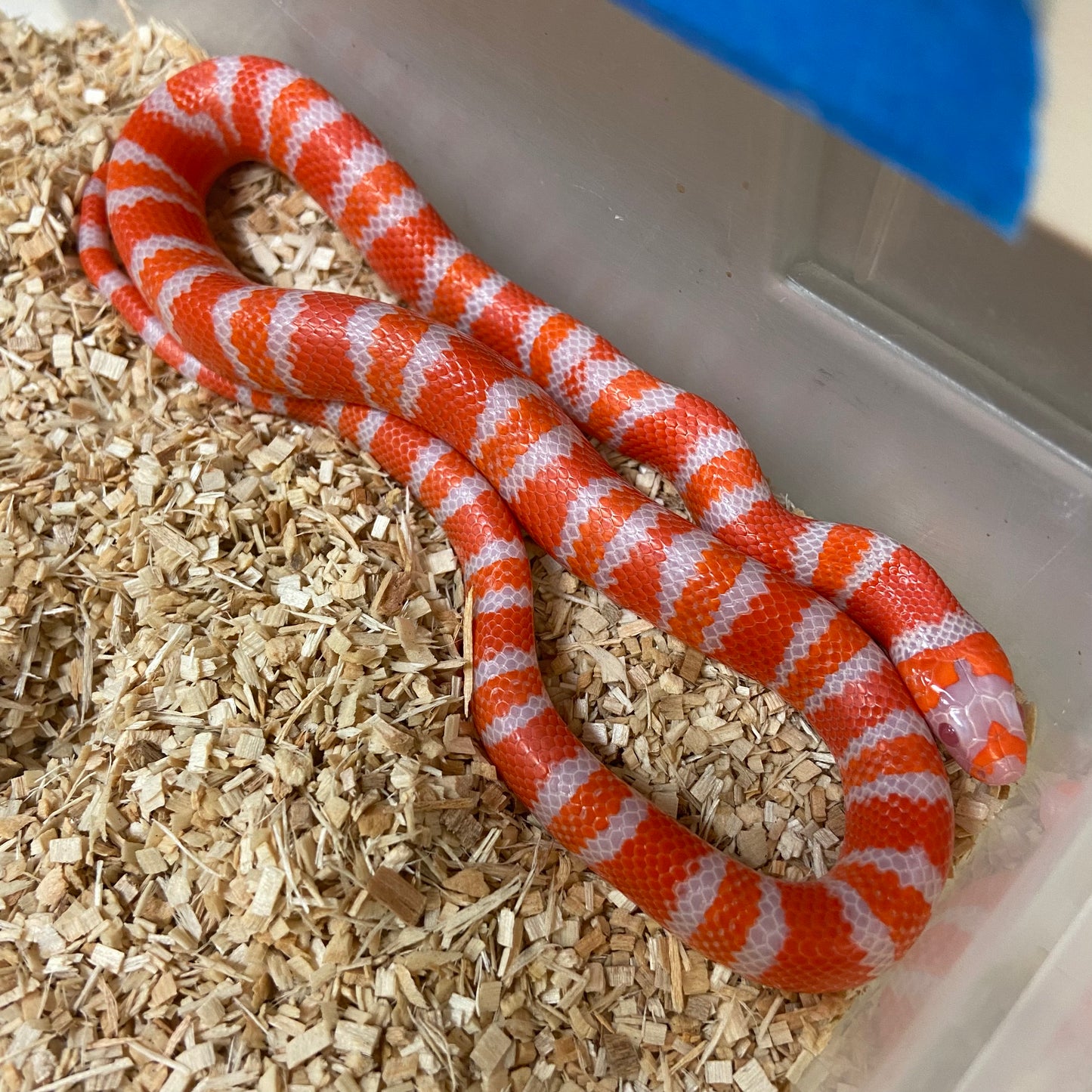 Albino Tangerine Honduran Milksnake 2023